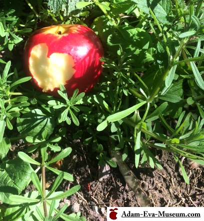 The tree of the knowledge of good and evil is an apple tree?