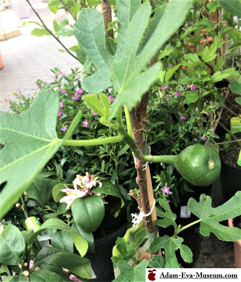 Tree of knowledge
  good and evil: fig tree?