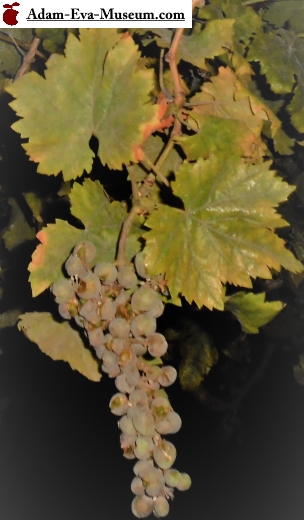 The tree of life is grapes?
